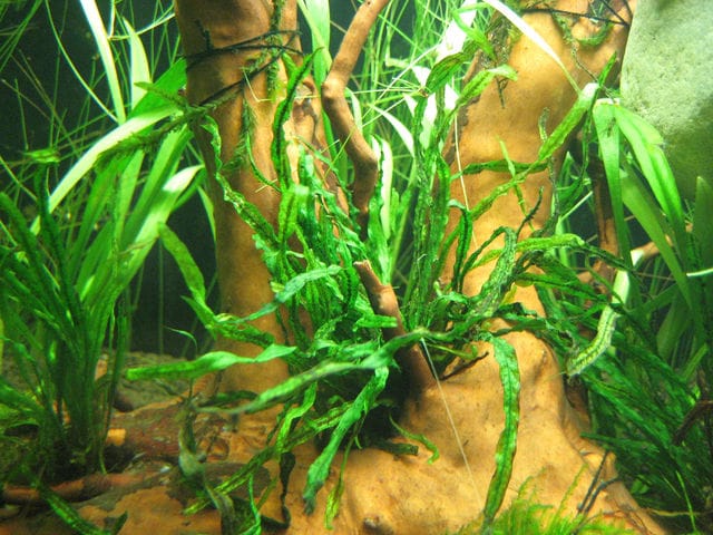 Java fern Needle Leaf