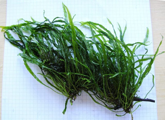 Java fern Needle Leaf