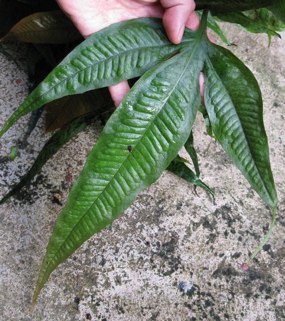 Java fern