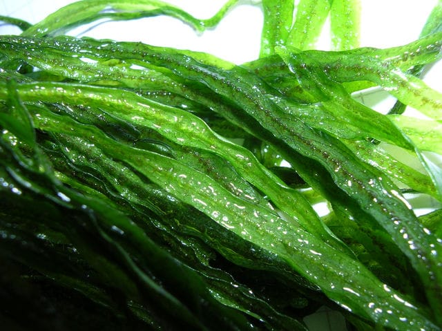 Java fern Needle Leaf underside