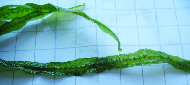 Java fern Needle Leaf underside