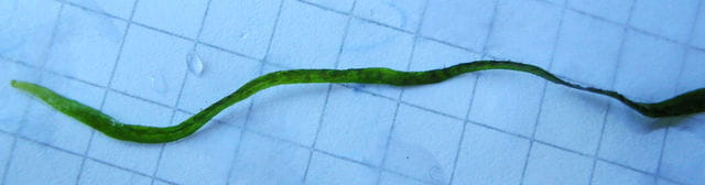 Java fern Needle Leaf leaf tip