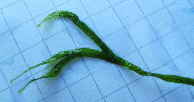 Java fern Needle Leaf forked tip