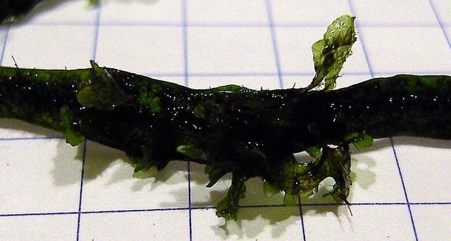 Java fern prothallium
