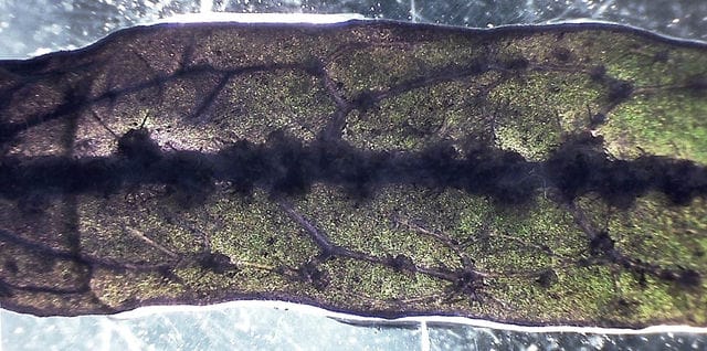 Java fern Needle Leaf venation
