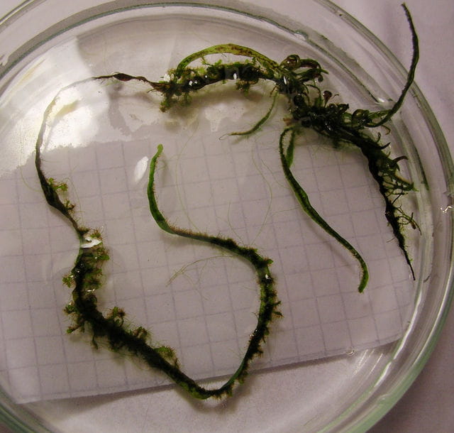 Java fern prothalli