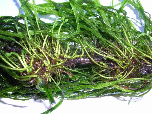 Java fern rhizome