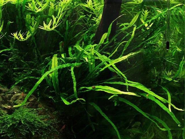 Java fern "Taiwan"