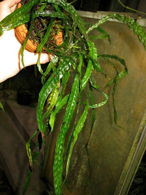 Java fern "Taiwan"