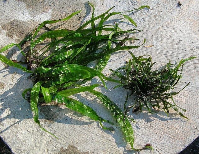 Java fern comparison