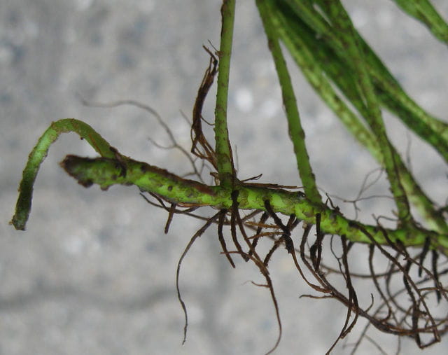 Java fern rhizome