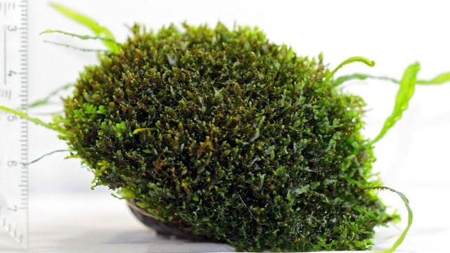 Java fern prothalli