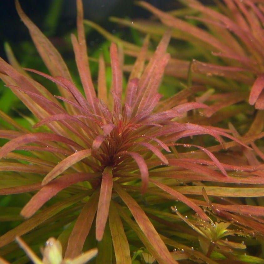 Ludwigia inclinata var. verticillata Cuba