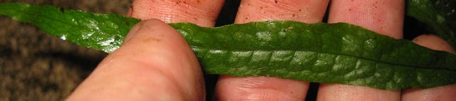 Java fern 'Narrow'