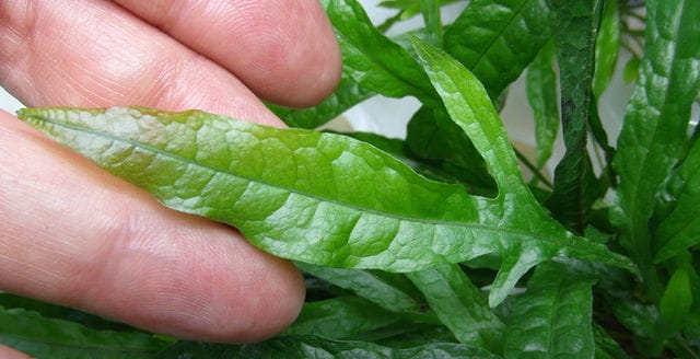 Java fern 'Narrow'