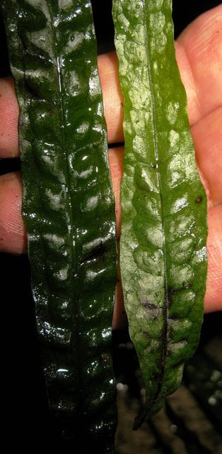 Java fern comparison