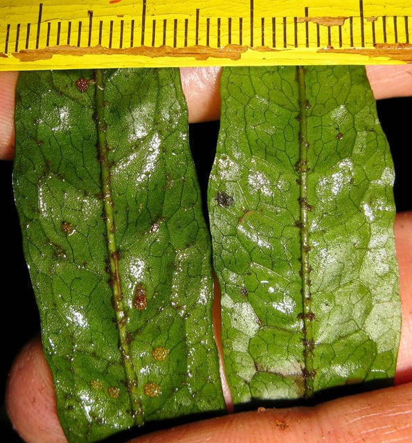 Java fern comparison