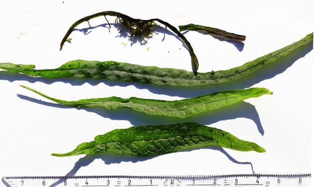 Java fern comparison