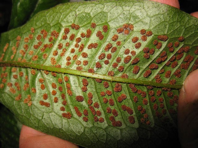 Java fern sori