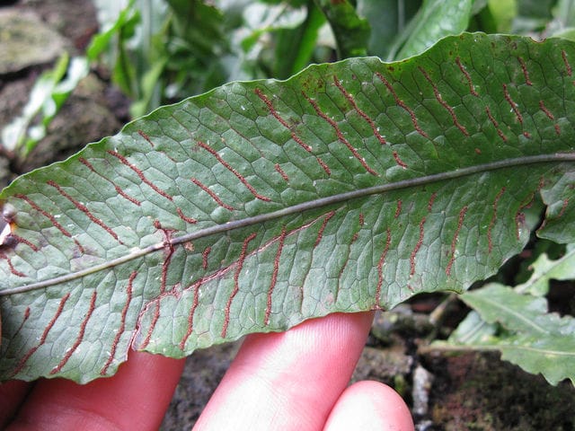 Java fern sori