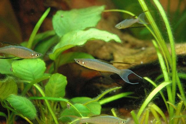 Filigran-Regenbogenfisch