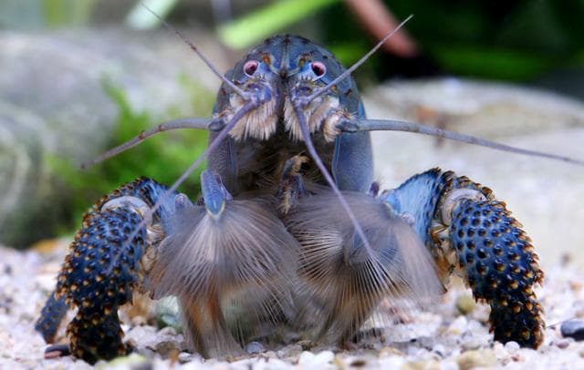 Atya gabonensis