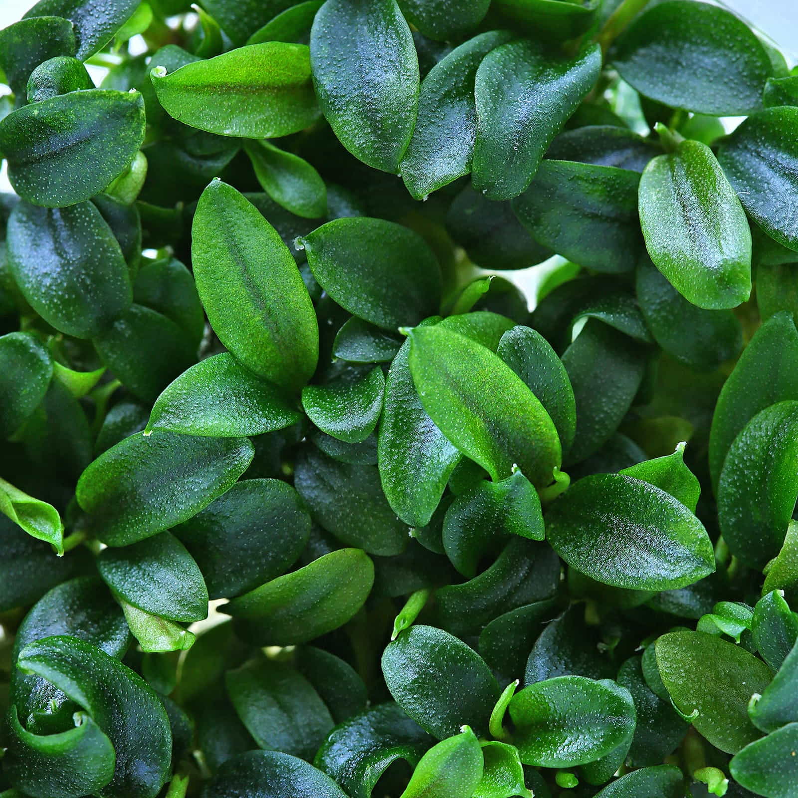 Bucephalandra sp. Mini Catherinae