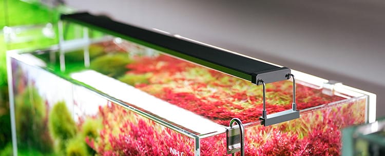 Aufgesetzte Chihiros Serie B LED