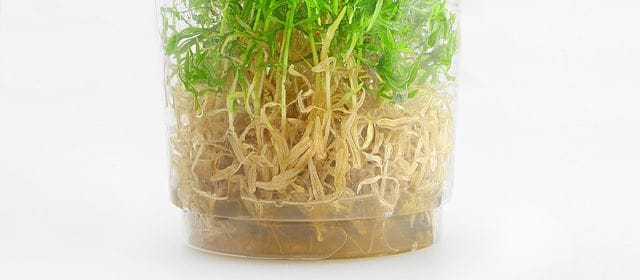 chlorophyll degradation