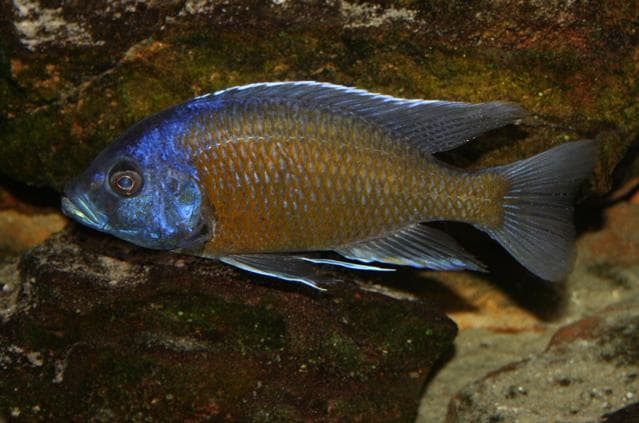 Copadichromis borley
