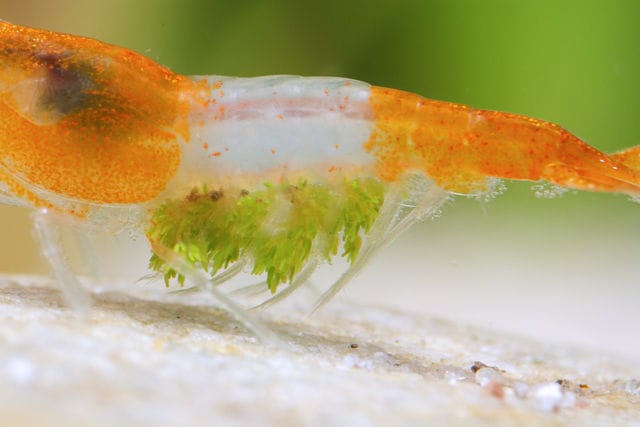 Shrimp alga