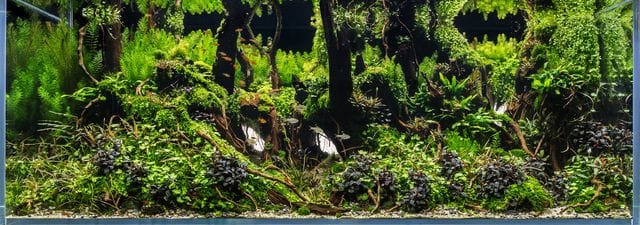 Edge of the woods