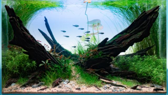 Aquascape