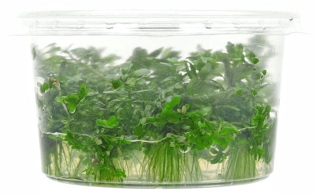 In-vitro phase 1