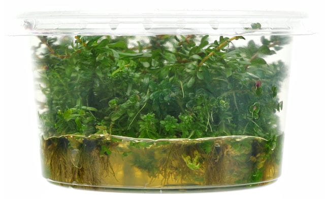In-vitro phase 2