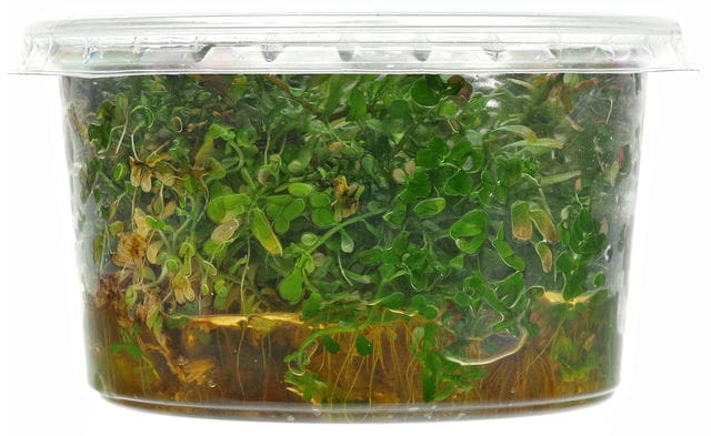 brown leaves