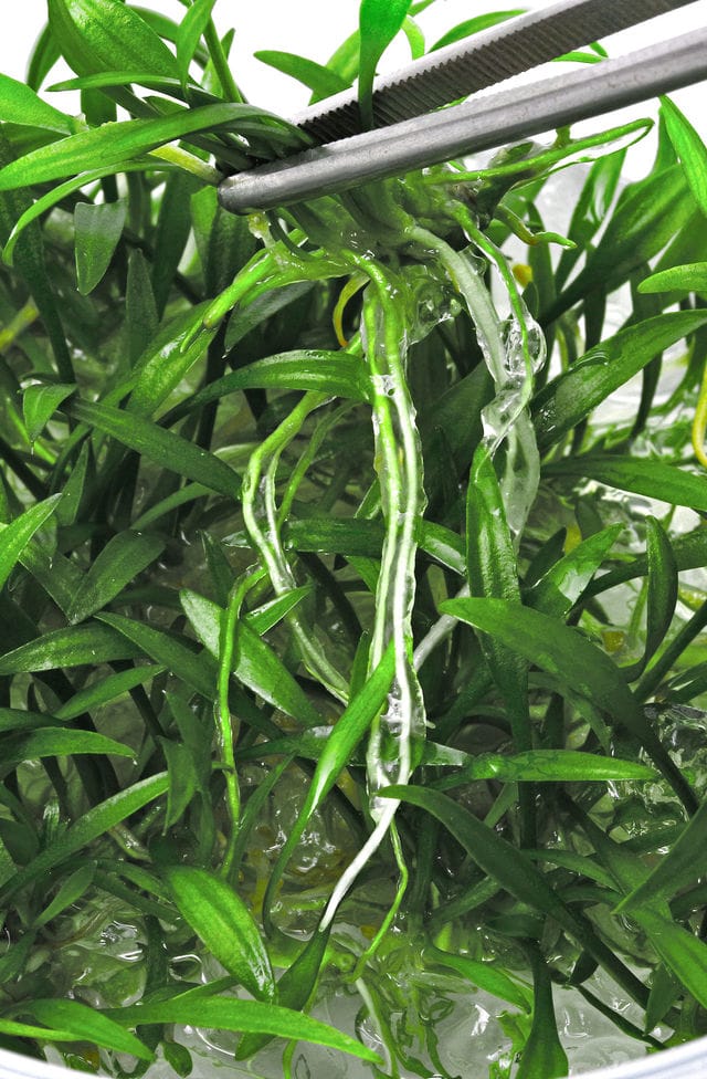 plucking an in-vitro plant out