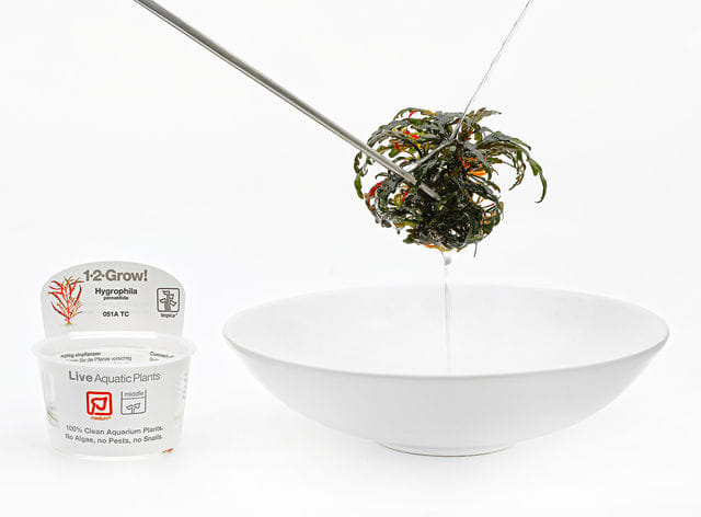 in-vitro-Pflanze abspülen