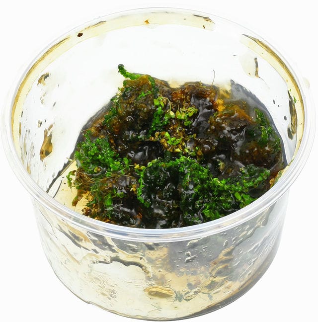 In vitro plant after a particularly rough shipping route