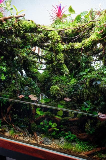 Jungle Scape