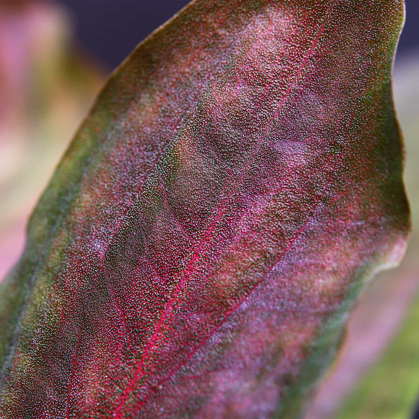 Lagenandra meeboldii Red