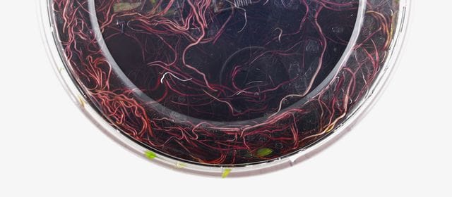 Eichhornia nutrient medium
