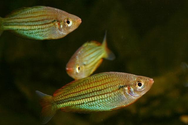 Melanotaenia sexlineata