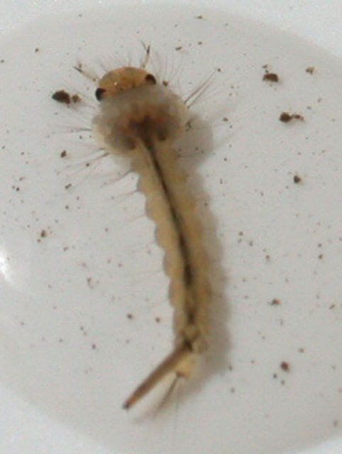 Mosquito larva