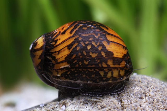 Rennschnecke