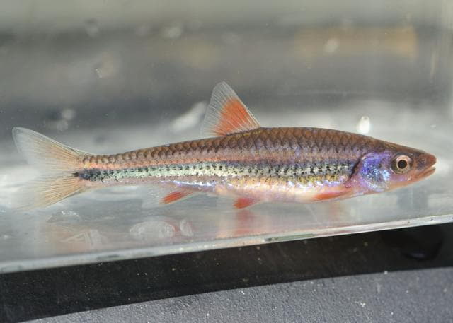 Rainbow Shiner