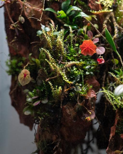 Orchidarium