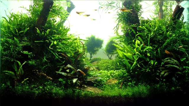 Aquarium