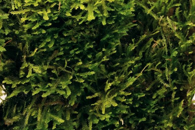 Peacock-Moss