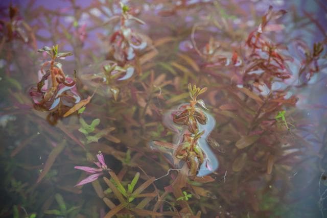 Plants at the water surface